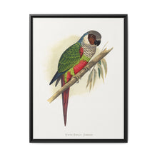 White-Eared Conure (Pyrrhura leucotis) colored wood-engraved plate by Alexander Francis Lydon - NOMADEN ART GALLERY