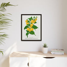 Golden queen raspberry lithograph. Digitally enhanced from our own original 1900 edition plates of Botanical Specimen published by Rochester Lithographing