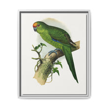 Golden-Crowned Parrakeet (Cyanoramphus auriceps) colored wood-engraved plate by Alexander Francis Lydon - NOMADEN ART GALLERY