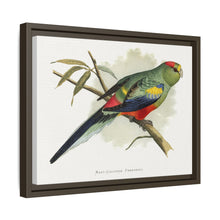 Many-Coloured Parrakeet (Psephotellus varius) colored wood-engraved plate by Alexander Francis Lydon