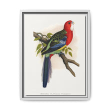 Rose-Hill or Rosella Parrakeet (Platycercus eximius) colored wood-engraved plate by Alexander Francis Lydon - NOMADEN ART GALLERY