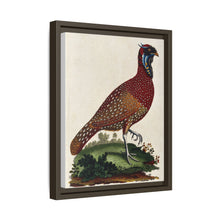 A horned Indian pheasant standing on the grass by J. Pass after J. E. Ihle.