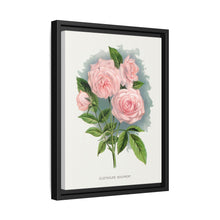 Pink rose, Clothilde Soupert lithograph. Digitally enhanced from our own original 1900 edition plates of Botanical Specimen published by Rochester Lithographing