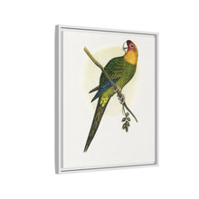 Carolina Parrot (Conuropsis carolinensis) colored wood-engraved plate by Alexander Francis Lydon.