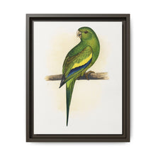 Canary-Winged Conure ( Brotogeris versicolurus) colored wood-engraved plate by Alexander Francis Lydon - NOMADEN ART GALLERY