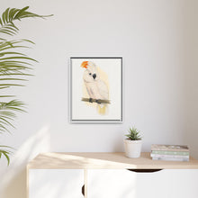 Great Salmon-Crested Cockatoo (CACATUA MOLUCCENSIS) colored wood-engraved plate by Alexander Francis Lydon.