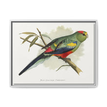 Many-Coloured Parrakeet (Psephotellus varius) colored wood-engraved plate by Alexander Francis Lydon - NOMADEN ART GALLERY