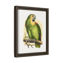 Blue-Fronted Amazon (Amazona aestiva) colored wood-engraved plate by Alexander Francis Lydon