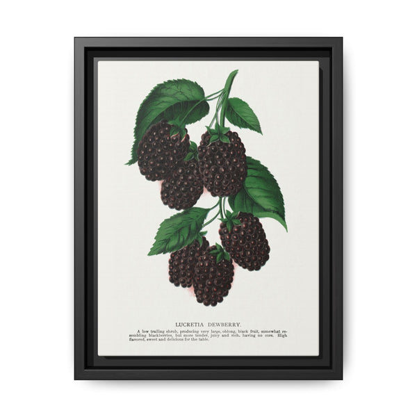 Lucretia Dewberry lithograph. Digitally enhanced from our own original 1900 edition plates of Botanical Specimen published by Rochester Lithographing - NOMADEN ART GALLERY