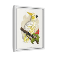 Kleiner Zitronenhaubenkakadu (Cacatua sulphurea) farbige Holzstichplatte von Alexander Francis Lydon