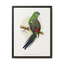 Blood or Red-Rumped Parrakeet (Psephotus haematonotus) colored wood-engraved plate by Alexander Francis Lydon - NOMADEN ART GALLERY