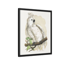 Placa xilográfica coloreada de la cacatúa de cresta blanca (Cacatua alba) de Alexander Francis Lydon