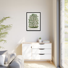 Hardy Magnolia tree lithograph. Digitally enhanced from our own original 1900 edition plates of Botanical Specimen published by Rochester Lithographing