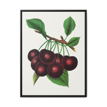 Black Tartarian cherry lithograph. Digitally enhanced from our own original 1900 edition plates of Botanical Specimen published by Rochester Lithographing - NOMADEN ART GALLERY