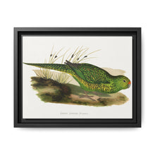 Green Ground Parrot (Pezoporus wallicus) colored wood-engraved plate by Alexander Francis Lydon - NOMADEN ART GALLERY