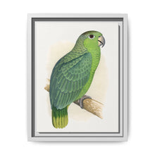 Mealy Amazon (Amazona farinosa) colored wood-engraved plate by Alexander Francis Lydon - NOMADEN ART GALLERY