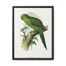 Golden-Crowned Parrakeet (Cyanoramphus auriceps) colored wood-engraved plate by Alexander Francis Lydon - NOMADEN ART GALLERY