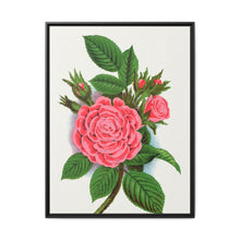 Pink rose, Salet Moss lithograph. Digitally enhanced from our own original 1900 edition plates of Botanical Specimen published by Rochester Lithographing - NOMADEN ART GALLERY