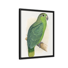 Mealy Amazon (Amazona farinosa) colored wood-engraved plate by Alexander Francis Lydon