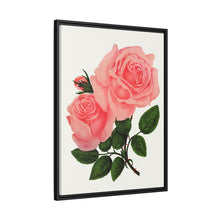 Pink Rose, La France Lithograph (1900)