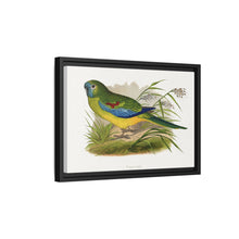Turquoisine (Neophema pulchella) colored wood-engraved plate by Alexander Francis Lydon