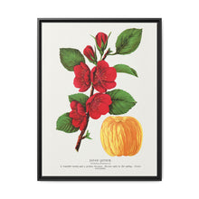 Japan Quince tree lithograph. Digitally enhanced from our own original 1900 edition plates of Botanical Specimen published by Rochester Lithographing - NOMADEN ART GALLERY