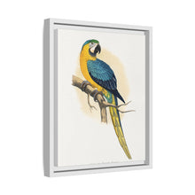 Blue and Yellow Macaw (Ara ararauna) colored wood-engraved plate by Alexander Francis Lydon