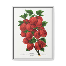 Industry Gooseberry lithograph. Digitally enhanced from our own original 1900 edition plates of Botanical Specimen published by Rochester Lithographing - NOMADEN ART GALLERY