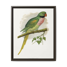 Javan Parrakeet (Psittacula alexandri) colored wood-engraved plate by Alexander Francis Lydon. - NOMADEN ART GALLERY