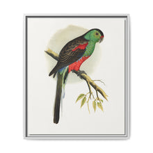 Beautiful or Paradise Parrakeet (Psephotus pulcherrimus) colored wood-engraved plate by Alexander Francis Lydon - NOMADEN ART GALLERY