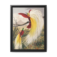 Birds of Paradise: Vintage Natural History Art by Benjamin Fawcett (1808 - 1893) - NOMADEN ART GALLERY