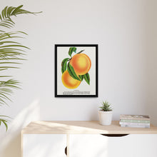 Champion plum lithograph from Botanical Specimen published by Rochester Lithographing