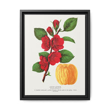Japan Quince tree lithograph. Digitally enhanced from our own original 1900 edition plates of Botanical Specimen published by Rochester Lithographing - NOMADEN ART GALLERY