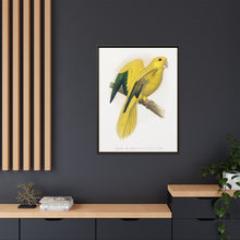 Golden or Queen Bavaria's Parrot (Guaruba guarouba) colored wood-engraved plate by Alexander Francis Lydon.