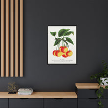 Gov Wood cherry lithograph. Digitally enhanced from our own original 1900 edition plates of Botanical Specimen published by Rochester Lithographing