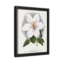 Clematis flower lithograph. Digitally enhanced from our own original 1900 edition plates of Botanical Specimen published by Rochester Lithographing - NOMADEN ART GALLERY