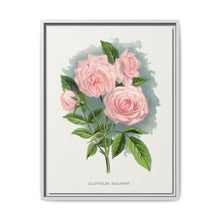 Pink rose, Clothilde Soupert lithograph. Digitally enhanced from our own original 1900 edition plates of Botanical Specimen published by Rochester Lithographing - NOMADEN ART GALLERY