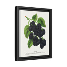 Snyder Blackberry lithograph from Botanical Specimen published by Rochester Lithographing - NOMADEN ART GALLERY
