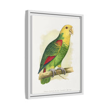 Double-Fronted or Le Vaillant's Amazon (Amazona oratrix) colored wood-engraved plate by Alexander Francis Lydon.