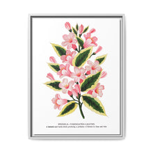 Pink flowers, Weigela lithograph (1900) - NOMADEN ART GALLERY