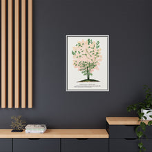 Purple Fringe tree lithograph. Digitally enhanced from our own original 1900 edition plates of Botanical Specimen published by Rochester Lithographing