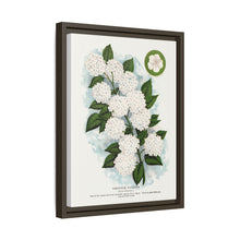 Japanese snowball flower lithograph. Digitally enhanced from our own original 1900 edition plates of Botanical Specimen published by Rochester Lithographing
