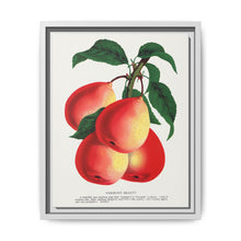 Vermont Beauty pear lithograph. Digitally enhanced from our own original 1900 edition plates of Botanical Specimen published by Rochester Lithographing - NOMADEN ART GALLERY