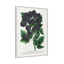 Wachusett Blackberry Lithograph | Vintage Botanical Wall Art