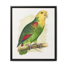 Double-Fronted or Le Vaillant's Amazon (Amazona oratrix) colored wood-engraved plate by Alexander Francis Lydon. - NOMADEN ART GALLERY