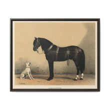 Orloffer (Orloff Horse) by Emil Volkers (1880) - An illustration of a black horse and a white dog - NOMADEN ART GALLERY