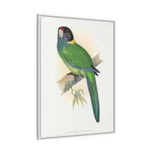 Lydon's Yellow-Naped Parrakeet | Vintage Bird Wall Art Print
