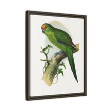 Golden-Crowned Parrakeet (Cyanoramphus auriceps) colored wood-engraved plate by Alexander Francis Lydon