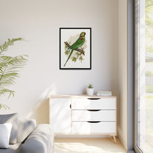 Alexandrine Parakeet (Psittacula eupatria) colored wood-engraved plate by Alexander Francis Lydon.