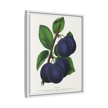 Niagara plum lithograph. Digitally enhanced from our own original 1900 edition plates of Botanical Specimen published by Rochester Lithographing